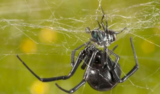 雄性“黑寡妇”蜘蛛交配时扭臀防被食
