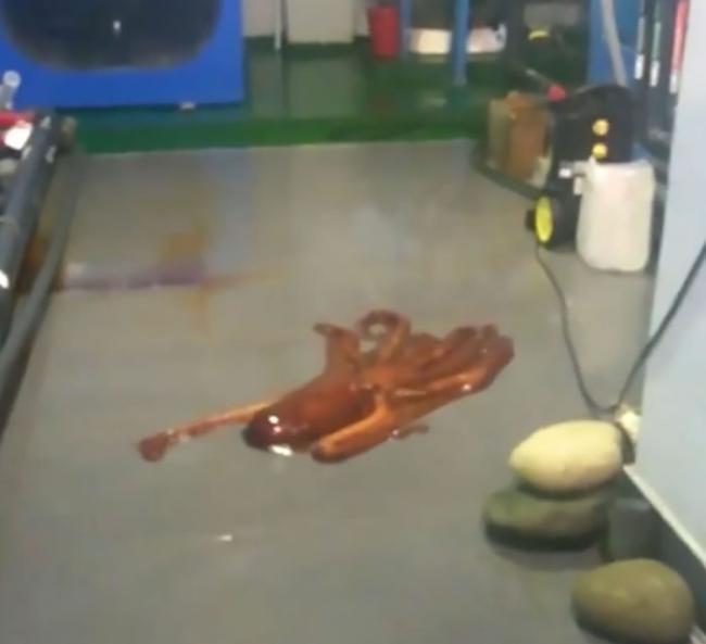 俄罗斯滨海区水族馆章鱼巧妙利用触角把缸锁推开后逃跑
