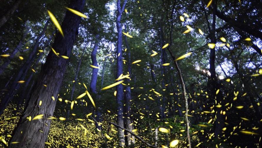 美国田纳西州大烟山国家公园迎来每年一次的萤火虫繁殖交配季