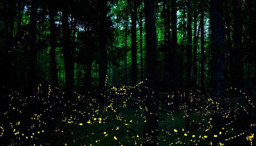 美国田纳西州大烟山国家公园迎来每年一次的萤火虫繁殖交配季
