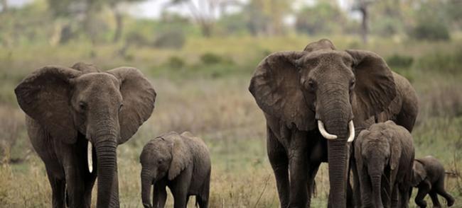 坦桑尼亚塞卢斯禁猎区由于大规模盗猎 11万头大象只剩下1.5万头