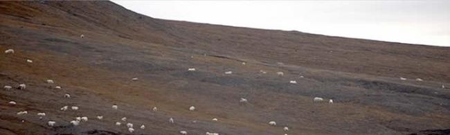 占全球总数1%的北极熊聚集在俄罗斯弗兰格尔岛分享鲸鱼尸体 山上满是白点