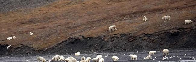 占全球总数1%的北极熊聚集在俄罗斯弗兰格尔岛分享鲸鱼尸体 山上满是白点