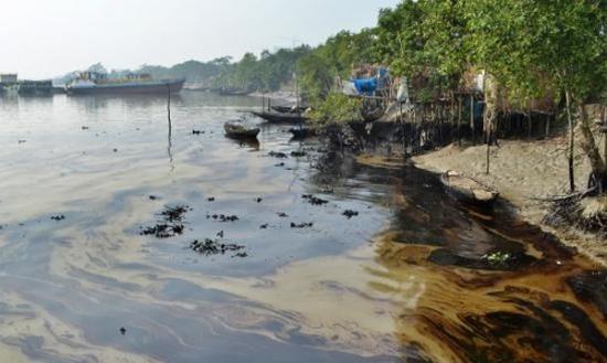 当局怀疑丧生海豚死因与河水受漏油污染有关