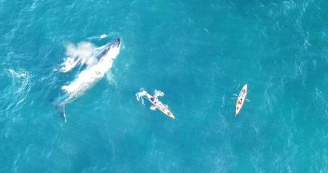 澳洲悉尼鲸鱼母子游近独木舟亲近人类