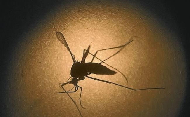 埃及伊蚊是传播寨卡病毒的主要元凶。如今发现病毒甚至可长时间存活在精液中。