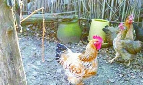 母鸡竟慢慢长出了大红鸡冠及尾巴，有如一只公鸡。