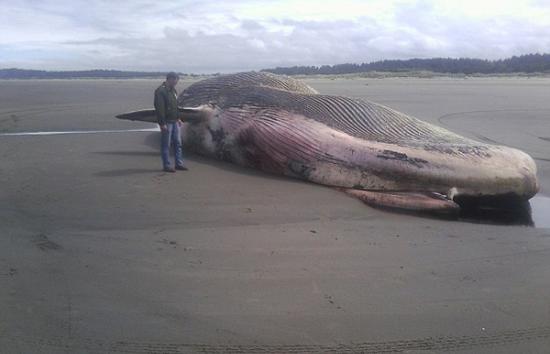 美国东海岸搁浅的4头鲸鱼均携带麻疹病毒