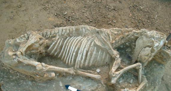 古墓中最先被挖掘出的完整的马匹残骸