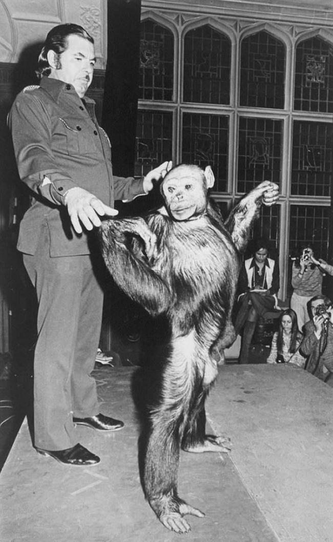 美国著名科学家声称人类与猩猩的混种早于100年前诞生 后被杀死