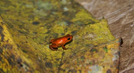 新发现的橘色箭毒蛙外表和它的亲戚截然不同。 Photograph by Abel Batista