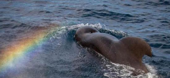 鲸鱼喷水在空中形成彩虹