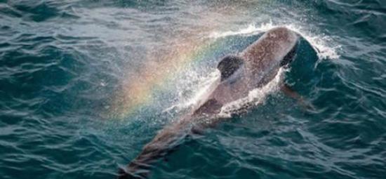 鲸鱼喷水在空中形成彩虹