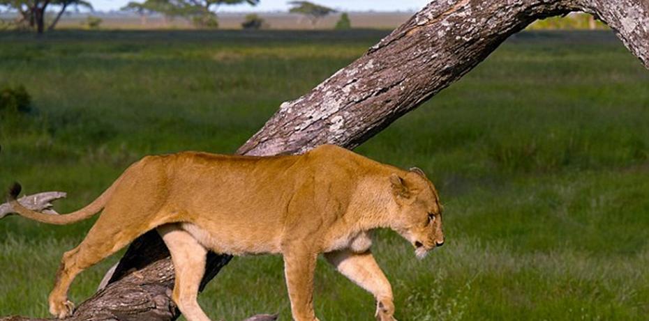 坦桑尼亚塞伦盖蒂国家公园一头母狮爬上大树悠闲的酣睡