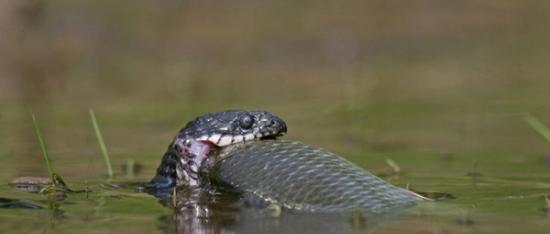 摄影师拍摄棋斑水游蛇呼吁人类停止捕杀