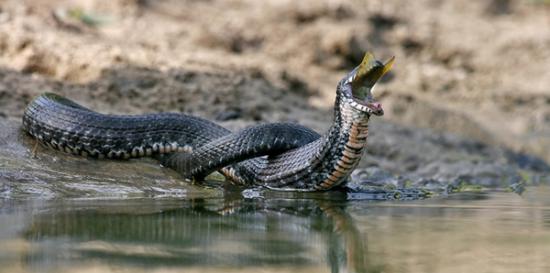 摄影师拍摄棋斑水游蛇呼吁人类停止捕杀