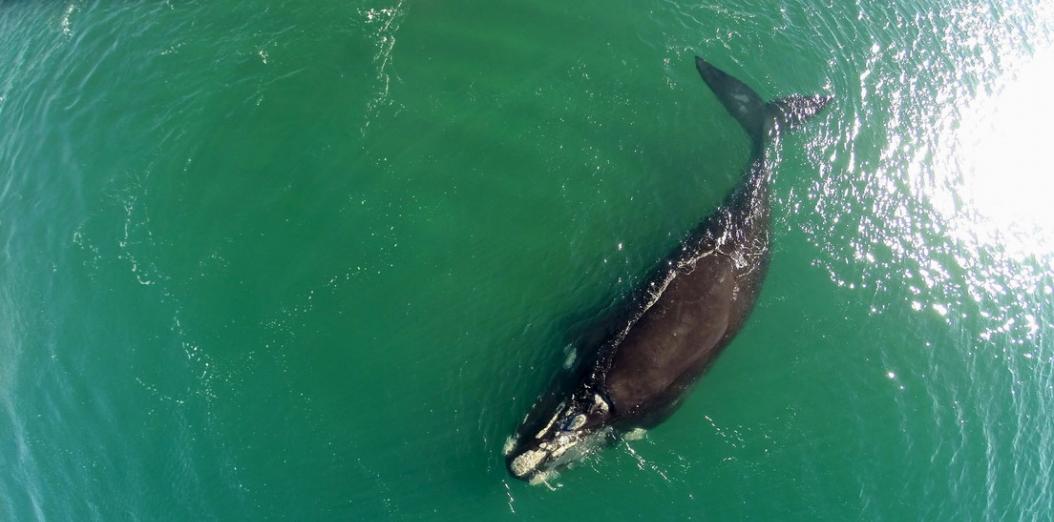 拍摄到濒危北大西洋露脊鲸的罕见“拥抱”行为